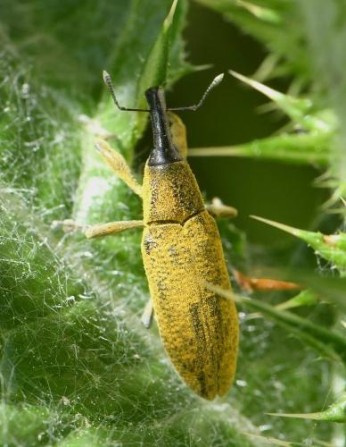 Réf. 230 042 : Lixus sp.